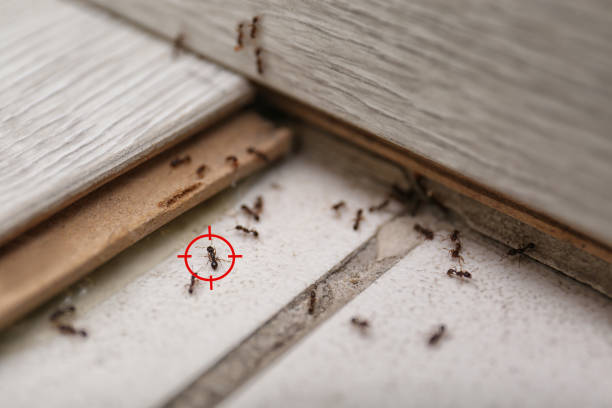 Best Residential Pest Control  in Mec, CA